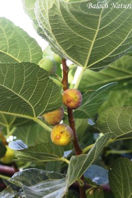 Commen Fig (Ficus carica)
انجیر
Hinjeer
یک میوہ ات - انجیرے درچک چہ 3 میٹر بگر تاں 10 میٹر بوت کنت - بلوچستان ء انجیر شخسی باغاں کشتگ بلے پہ بے پارے واستہ انجیر انچو دیما نیتکگ - چونایا گوشنت کہ انجیر اسل ملک یونان انت- بلے کسے گُشت کنت کہ انجیرکان ء انجیر چہ کُجا اتکگاں انجیرکان ہوت آباد او میر آبادے میانی راہ انت کہ کُلبر ء روت - بلے ادا انجیرانی بی ھسابادرچک است انت - او شرّیں او شیرکنیں تام کن انت - ۔
