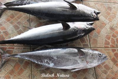 Bluefin Tuna
اھُور
Ahoor
اھور سیاہ سبریں ماھیگ ءِ کہ لاپ چیرے کم ءِ اسپیت انت۔ اے یک تچوکیں ماھیگ ءِ یک جاہ ءِ نہ نند ات۔ اے گیشتر ماں ھندے دریاۃاں مان بیت ۔ اھور یک تامداریں ماھیگے۔




