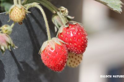 Strawberry
اسٹرا بیری
Strawberry
