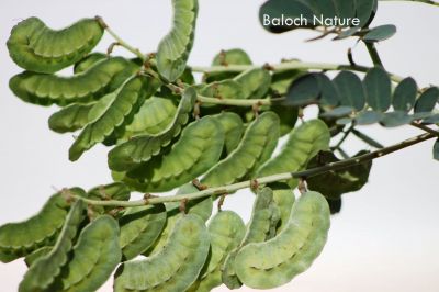 Cassia Italica
اے کسپنڈے کوسرکاں
Kaspend

کسپنڈ یک کسانیں بوٹگ ء گرماگی روچاں سر سبز شاداب بیت - ادا کسپنڈ کوسرک انت - کسپنڈے پُل زرد انت او ڈولدار انت - چونایا کسپنڈ ء پہ درمان کار مرز کن انت - انچو کسپنڈ درمان ات ہمے وڈا ڈولداریں پُل ات - کسپنڈ گیشتر ھُشکاوگیں ڈگاران یا ڈگارواں ءُ کوہاں رودیت -۔

