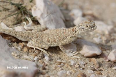 Toadhead Agama
گری باگاڑ
Garri Bagad

