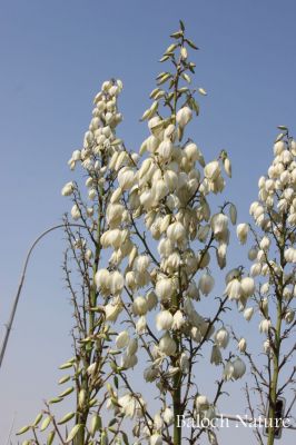 Yucca filamentosa
یککہ
Yakka
یککہ درمُلکی پُل ات ۔
