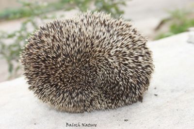 Hedgehog
دجُک
Dajok
دجُک یک کسانیں جانورے چہ مستریں رسترانی تُرس ءَ وتا چیر دنت بزاں وتی پوست پُتر ایت ۔ وتا گرد گرد کنت کہ دگر رستر اشیا وارت یا تاوان دات نہ کن انت ۔ پرچا کہ اشیے جان ءَ بزاں پوست ءَ کنٹگ  پر ۔ 
