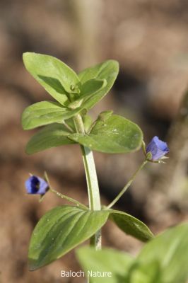 Anagallis Arvensis
Pollako
پُلّکو
پُلّکو بلوچستان ء گیشتر گلّہ و بانکلینکانی ڈگارانی توکا رودیت - گونڈیں ورّودیں کاہے باز ڈولداریں سبز و سُہریں پُل پر کنت - 
