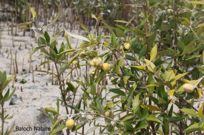 Mangrove
تمر
Temir
تمر یک تیاب دپی درچکے ، کہ گیشتر ماں سوریں دریا ئے رودیت کہ اُودا آپ تلگ بہ بیت ڈل وُ ڈوُک مہ بیت بلکن لچ وُمین بہ بیت - تمر جنگل گیشتر آپ ء انت چمیشکا ماھیگ گیشتر تمر ے روُتگ، ہُنڈالانی کش وُگواراں ھیک دیینت - بُرزا دریاہی مُرگ چُک وُبر کن انت، دُگنیا ئے توکا درچک بازیں بلے تمر چاگرد بزاں ماحولیات باروا شرتریں درچک زانگ بیت - سُومیانی ء تمرانی ٹوہیں جنگلے آباد ے - مکرانے تیابدپاں باز جاہاں تمرے جنگل آباد انت - مارچ وُ اپریل ء تمر بُر بیت - بُرّے درگتا وشّیں بوہ کنت
