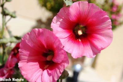 Alcea rosea
کت ءُ میاہ
Katt o meyah
