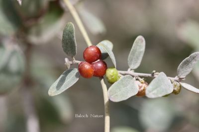 COCCULUS SP
زامُر
Zamor
چونایا زامْر ء درچکے لیکنت - بلے زامْر درچکے نہ انت بلکن یک ول ء - زامْر چو ول ء وڑا دومی درچکے سرا روت - اگاں درچکے بوتیں گڈا وتی کنٹے سرا چو درچکے وڑا مک بوتیں - بلے چوش کہ ول ء پمیشکہ دگہ درچکانی کمک و مدت ء وتا پتاہاں کنت و سر کپیت - اے گیشتر کھور، چگرد، چش، و پیرانی سرا سر کپیت۔


