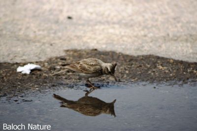 Crested Lark
بُللی
Bolli
بُلّی کسانیں مُرگے کہ گیشتر ماں کشاورزیں ڈگارانی ھند و دمگاں گندگ بیت - بُلّی ء باز جاہ ء چڑ بُلّی ، بُلّی چڑول ہم گوشنت - بُلّی اگاں ایوک بی بیت گڈ بُرزگیے سرا نیندیت او الہان کنت - اشیے آواز باز دوستناک انت - سُہبانی سرا ڈگارانی سرے وپتگیں مردمان چہ واب ء گوں وتی الہان ء پاد کنت 

