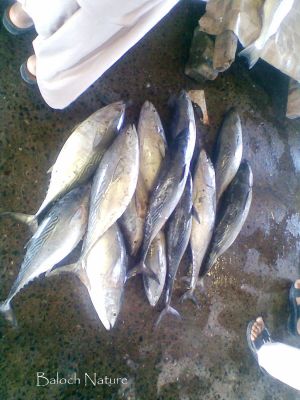 Striped Tuna
کِشکی اھُور جیونی ءِ نیادی ءَ
Kishki Ahoor Jiwani e neydi a
کشکی اھُور اے ماھیگ بُرزی نیمگا سیاہ سبز انت۔ ءُ جہلی نیمگا نُگرئی رنگ انت۔ ایشیے وزن یک چہ شش کیلو بیت۔ بلے چہ دہ کیلو ہم بوت کنت۔ اشیارا بڈا ءُ جہلی نیمگا کشک ءِ مان چمیشکا اشیارا کشکی اھور گوشنت ۔ 
