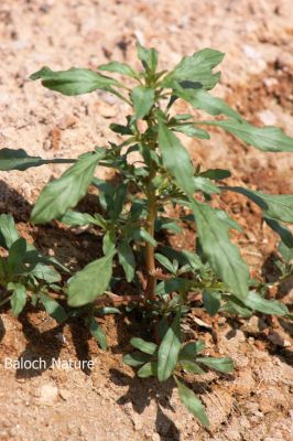 Amaranthus graecizans
Inderkah
اندرکاہ 
اندرکاہ یک کلپر ء کہ گیشتر ماں کشارانی تہا رودیت ۔ بلوچستان وھدا اے کاہوک جوڑ کُتگ انت - بلے مرچی باندا چن انت او وتی دلوتاں دیئنت ء باز ڈولداریں  او کاہُکے تامدار انت -۔
