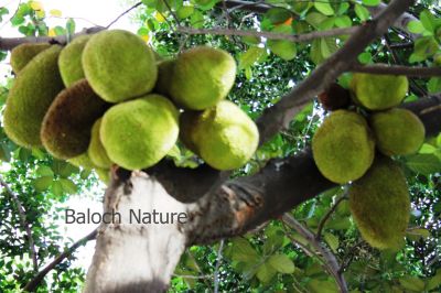 Jack fruit
Jack fruit
جیک فروٹ
جیک فروٹ یک میوہ ات ۔ شہشنابیں درچک ء کہ بر وتی کُنٹ ء پر کنت ۔ یک دانگ کساس 36 کیلوگرام بوت کنت اے دگنیائے اولی درچک انت کہ چوشیں گرانیں بر پر کنت ۔ اے درچک گیشتر بارانی ھند و دمگاں رودیت ۔  کسان او نازُرکیں دانگاں سبزی کارمرز کن انت او پُہتہ بنت گڈا میوہ کارمرز کن انت ۔  اشیے میوہ باز تامدار انت بلے چو مچّ ء وڈا اشیے ذات است ہمک درچکے پر تامدار ہم نہ بیت ۔
