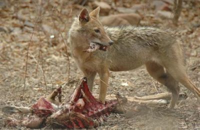 Jackal
تولگ ءُ جون
Tolag o joun
تولگ جنگلی گوشت واریں رسترےکہ بلوچستان ءَ چل ءُ پنجاہ سال بے ھساب بوتگ بلکین جنگل وتی بلے مہلونک ءِ پسانی واڑ ہم وتی زانتگ انت دل ءِ کہ اومان کتگ گڈاں چارکی ءِ واڑ پروشتگ ءُ پُلاٹوک ءِ چست کتگ۔ بلے چیزے وھداں بےگواہ بوّگا پد مرچاں پادا زاھری ءِ کتگ، بلے بلوچستان وھدیگیں بلوچستان نہ انت آ وھدے دلوت نیست انت چارگی ءِ واڈ ہم بیگواہ انت باریں نوں تولگ چتور بلوچستان ءَ وتی دائمی میتگ کنت؟
