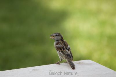 House sparrow Chick
Jengol e Padd
جنگُل ء پڈّ

جنگل کسانیں بالی مُرگ ء گیشتر انسانانی کش و گواراں وتارا آباد کنت - جنگل بلوچستان ء بانانی جنگلیانی تہا کدو جوڈ کنت و چُک و بر کنت - جندے کسان انت بلے آواز باز بُرز انت اگاں تئِ لوگے کش و گواراں آباد بہ بیت گڈا ترا واب ء نیلیت - اے اکس جنگُل ء پڈّ انت بزان جنگُلے چُرو انت -۔ 

