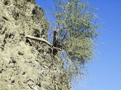 Maerua crassifolia 
جُگر ماں کوہ ءِ دلبند ءَ
Jogr ma koh e dilbanda
جگر بلوچستان ء جنگلی نیبگ انت - جگر مچرنگ ء وھدا بر بیت جگرے برا لنڈور گوشنت - جگرے بر باز شرکن انت -۔
بلوچاں گوشتگ
من جُگران بار مُلّاھاں
اے اکس ءَ جُگر کوہ ءِ دلبند ءَ رُستگ ۔

