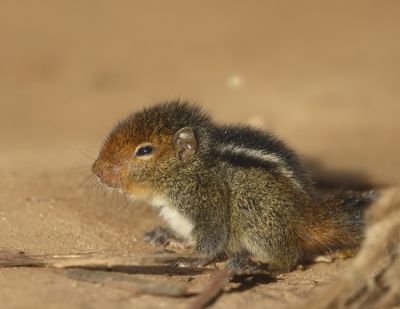 Squirrel
Erdik
اردک
اردک یک کسانیں ھیوان ءِ ۔ اے گیشتر درچکانی سرا وتی میتگ جوڈ کنت ۔ او کشارءِ تاوان دنت ۔ اردگ باز ڈولدار انت سیاہ او اسپیتں رنگاں چہ رتکگ۔ بلوچاں گوشتگ کہ اردک ءَ ھڈ مان نیست ۔ پرچا کہ ٹوہیں مچّانی سرا دور کنت بلے پرواہ ءِ نہ بیت ۔ بلے چو نہ انت اردک وھدے دور کنت وتی دُمب ءَ پراہ کنت دُمب آیا چو پیراشوٹ ءِ وڈا زمین ءَ کاریت ۔ چمیشکا درد نہ بیت
