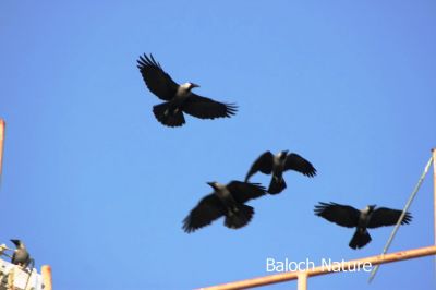 House crow
کانگی
Kangi
کانگی گراگ ءِ زاتیں بالی مُرگ ءِ بلے اے گراگ ءَ ہما دیم انت ، کانگی بلوچستان ءِ مُرگ نہ انت بلے اے ھندے مُرگ انت ، او گوشنت کہ اے مہاجرانی نشانی انت ، ہرجا مہاجر روانت اے مُرگ ءِ گون انت ۔ اے یک سللیں مُرگ ءِ کہ دگہ مُرگاں وتی ھند ءَ نیلیت ، آہانی ھیکاں وارت آہاں مجبور کنت کہ جاہ ءَیل بدی انت ،  وھدے گودارے زمین مہاجراں بہا زُرت انت انچو گوادرا ءَ اے مُرگانی آھگ بندات بوت مرچی گودر ءَ ترا دگہ ھچ مُرگ دست نہ کپیت۔ درست تاچینتگ انت ۔ انچو کہ کراچی ءَ سندھی ءُ بلوچ، ممکن انت کہ گوادر ہم ھنچوش بہ بیت ۔ بلے ھُدا مکنت۔ 
کانگی تبسرہ چیرا جاہ دیان بچار ات 
منت
