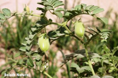 Chickpea
کابُلی چنا
Kaboli chana
