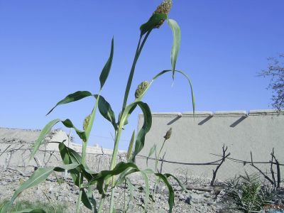 Sorghum
Kadab
کڈاب
کڈاب ء باز دھل انت ، بزاں سُہرو ، زُرت ، مکئی ، باجری او دگہ بازینے ۔ بلے اے کڈب چو زرت ے وڈا انت
