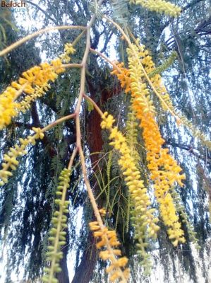 Prosopis cineraria {blooming}
Kahir e Borr
کہیر ے بُرّّ
کہیر وھدے کہ سیر آباد بہ بیت گڑا باز پراہ روت شرّیں بُرّ پر کنت اُو بُرّا رند شنگر پر کنت - شنگر ھُشک بنت گڈا وت بُن ء کپنت - شنگر ا بلوچ ورنت ء اُو تامدار انت - مچ رنگ بزان مئی ء شنگر پُہتہ بنت - اگان تُو شنگر نہ وارتگ گڈا تام ء گرگ ا بے ھیال مہ بُو

