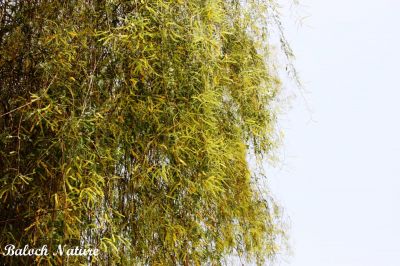 Prosopis Cineraria
کہیر پدا مِنج انت
Kaheer pda Menj ant
وھدے کہور منج بیت- گُڈا چارگ کرزیت - باز ڈولدار اوبیت گیشتر شاہ و لمب ء لُوجان بنت - کہور ء گیشتر اُشتر چریت بلے سیاہ پس ہم کہورے ٹال و شنگراں وارت ۰ زمانگے مردوماں کہورے ھُشکیں شنگر وارتگ انت- بلے مرچاں کم ورانت ء - کہورے داراں لوگے سوُچگے زلورتاں پُورہ کن انت - لُوگے و کاپرے واستہ مناگ، تیر، لاپدار، چُکّو جوڑ کن انت - ڈنگراں چہ پل بندنت - بزاں کہورے ہچ چیز چگل نہ دینت
