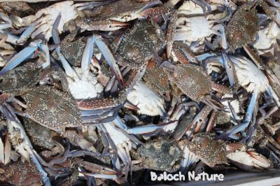 Crab
تگس
Tagas
 اے تگس اَنت ، گیشتر تیابی ریامانی تہ ءَ زندگی کن اَنت ، ریام ھما سنگ ءَ گْوش اَنت کہ تیاب ءِ دپ ءَ یا تلگ آپ بزاں کمیں آپ ءَ ھست اَنت ءُ وھدے کہ آپ بیل بزاں پُر ءَ کئیت آ آپ ءِ چیر ءَ بنت،وھدے آلاڑ ءَ روت بزاں آپ پشت ءَ روت ھمے سنگ کہ ریام گْوشگ بنت ڈن ءَ گندگ بنت ۔ھمے سنگانی سر ءَ رُستگیں شنزکیں کاہ ءُ دگہ ساھدار تگسانی وراک ءُ وردن اَنت ۔ تگس ءَ چوش زیم ءَ دو پکڑ گْونگیں دست پر اِنت کہ گوں ایشاں ورگاں سند اِیت ءُ وارت تگس ءِ ھمے دستانی بند سک مھکم ءُ مُھر اِنت اگاں انسان ءِ گْوشت ءَ بہ بند اِیت گوں آسانی ءَ پچ کنگ نہ بیت ۔تگس ءِ دپ ءَ گْرادنت ءُ ور اَنت تگس باز وڑیں ھست ، گْوش اَنت کہ تگس ءِ دپ پہ کُلگ ءُ کْران ٹی ٹی ءَ مرسان انت ۔
منت ۔۔ قاضی ریحان
