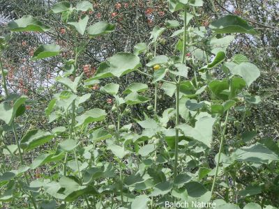 Abutilon Pannosum
Jenni Kakaink
جنّی کاکینک                                                                                                       
جنّی کاکینک کسانیں درچکے کہ ماں ٹوہیں درچکانی بگل ء رودیت - اے سال  دوازدہیں ماہاں سبز انت - اے گردیں تاک پر کنت او زردیں پُل ، باز ڈولدار انت 
