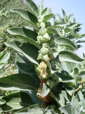  Withania sommnifera ۔ Ashwagandha
کانکینک
Kankaink
کانکینک کسانیں درچک ء کہ گیشتر ٹوہیں درچکانی نوان ء رودیت - پٹکیں درچکے سوب ء وتارا داشت نہ کنت چمیشکا وتارا زندگ دارگ ء واستا مجبور انت کہ بلاھیں درچکانی ساھگ اُو نوان ء برودیت - کانکینک گونڈیں اُو گردین تاک پرکنت سُہرُکیں دانگ پر کنت جنگُل ، پنکلگ ، بُلبُل ھر وھدا کانکینک ء پانگ انت اُو دانگاں ء ورنت - وھدے زمانگا کانکینک ء دار زُرتگ اُو تلک ء واستا کُبلُک جُوڈ کتگ مُرگ شکار کتگ - ھند ء کانکینک دوا اُو درمان جوڈ کن انت



