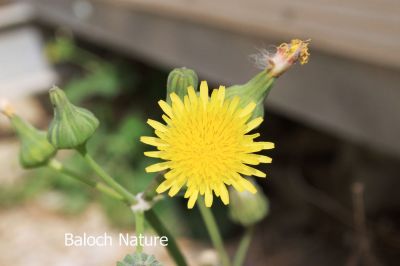 Sonchus oleraceus
Kalamo 
کلمُو

کلمُو نومبر تاں اپریل ء درگت ء رودیت - دو چہ سے فٹ ء کساس ء برز بیت - ذردیں ڈولداریں پُل پر کنت - تاک دراج و کمء پتن و زبر انت - تاکے برّگ پروشگ ء وھدا اسپیتیں شیرگ درکنت - اشیا ھندی ء دودھنی گوشنت - وھد ء کسان و نازرک بیت کاہکانی توک ء کن انت و گرادنت - اشیے کُنٹ بارگ و تہ ء چو کلم ء وڈا پچ انت چمیشکا کلمو ء گوشنت ۔ادا کلمو پُل انت ۔
