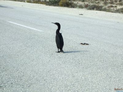 Cormorant
Kambo
کامبو
کامبو دریاہی مُرگ ء - آ مدام  دریا و گورمانی کش و گوراں گندگ بیت - کامبو سیاہ رنگیں مُرگ ء بٹ ء ذاتیں ، بلے سُنٹ ء بارگ  انت - بلوچستان ء زر ء ماہیگ او کوراں چہ کورماہیگ و پُگل گیپت و نک جنت - انچو گوشنت کہ وھدے کامبو یک جاہے چہ دومی جاہ ء سپر کنت گڈا وتی پشکپتگیں ناتوانیں ہمراہاں ساری کنت و آ دگہ آہانی پشت ء کتار ء بال بنت تنکہ وتی ہمراہاں گوں سلامتی منزل ء سر بہ بنت

