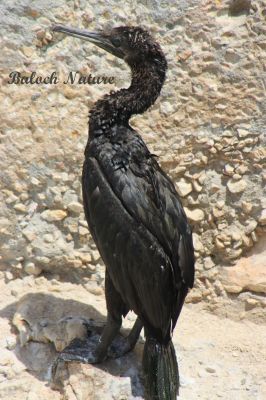 Cormorant
Kambo
کامبو
کامبو دریاہی مُرگ ء - آ مدام دریا و گورمانی کش و گوراں گندگ بیت - کامبو سیاہ رنگیں مُرگ ء بٹ ء ذاتیں ، بلے سُنٹ ء بارگ انت - بلوچستان ء زر ء ماہیگ او کوراں چہ کورماہیگ و پُگل گیپت و نک جنت - انچو گوشنت کہ وھدے کامبو یک جاہے چہ دومی جاہ ء سپر کنت گڈا وتی پشکپتگیں ناتوانیں ہمراہاں ساری کنت و آ دگہ آہانی پشت ء کتار ء بال بنت تنکہ وتی ہمراہاں گوں سلامتی منزل ء سر بہ بنت
