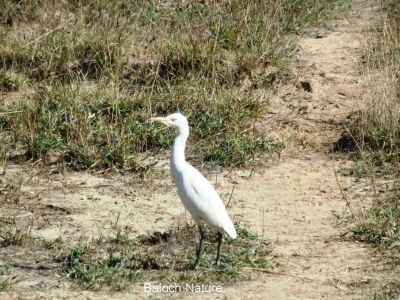 White Heron
اسپیتیں کنگ
Espetin Kang
اے اسپیتیں کنگ دریائی مرگ ءِ مدام دریائے تلگیں ءُ لچ ءُ مینیں جاگہاں شکار کنت ۔ بلے اے چہ دریاءَ چہ رند پس، ھر، ھُشتر ،گامیش ءُ گوکانی واڈاں ہم گردیت ۔ اے گیشتر ہمے ساہدارانی کش ءُ گواراں گرد ایت ، زاھر انت چراھاں چہ وراک کش ات۔ 
