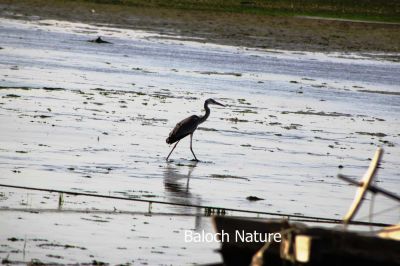 Grey Heron Crane
کنگ سیاہیں
Seyahin kang
کنگ یک ٹوہیں بالی مرُگ ءِ کہ گیشتر ماں کوری گورماں ءُ تیاب دپی تلگیں آپاں گرد ایت گرُ ماھیگ ءُ پُگل گیپت نک جنت ۔ کنگ باز زات انت کسانیں سیاہ ءُ اسپیتیں کنگ بلوچستان ءِ بیت ۔ 
