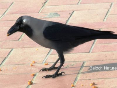 House Crow 
کانگی
Kangi
کانگی گراگ ءِ زاتیں بالی مُرگ ءِ بلے اے گراگ ءَ ہما دیم انت ، کانگی بلوچستان ءِ مُرگ نہ انت بلے اے ھندے مُرگ انت ، او گوشنت کہ اے مہاجرانی نشانی انت ، ہرجا مہاجر روانت اے مُرگ ءِ گون انت ۔ اے یک سللیں مُرگ ءِ کہ دگہ مُرگاں وتی ھند ءَ نیلیت ، آہانی ھیکاں وارت آہاں مجبور کنت کہ جاہ ءَیل بدی انت ، وھدے گودارے زمین مہاجراں بہا زُرت انت انچو گوادرا ءَ اے مُرگانی آھگ بندات بوت مرچی گودر ءَ ترا دگہ ھچ مُرگ دست نہ کپیت۔ درست تاچینتگ انت ۔ انچو کہ کراچی ءَ سندھی ءُ بلوچ، ممکن انت کہ گوادر ہم ھنچوش بہ بیت ۔ بلے ھُدا مکنت۔ 


