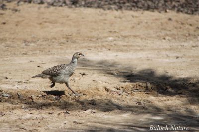 Grey Francolin
کپینجر
Kapinjar
کپینجر ادا تچگان انت ۔ 
