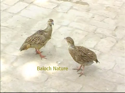 Grey Francolin
Kapinjar
کپنجر
کپنجر بلوچستان ء لدانی زیمُر انت - کپنجرے آواز بُرز انت - بالی مُرگانی توکا گیشتر کپنجرا وتی لوگا دارنت چیا کہ کپنجر زوت رامگ بیت - اے یک وفاداریں مرگے وتی واھندا یل نہ کنت - بلوچستان ء وڈ، بل، چاب او لد کپنجرے تروتاب ء جاہ انت - ۔
