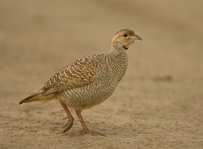 ۔Grey Francolin
Kapinjar
کپینجر


کپنجر بلوچستان ء لدانی زیمُر انت - کپنجرے آواز بُرز انت - بالی مُرگانی توکا گیشتر کپنجرا وتی لوگا دارنت چیا کہ کپنجر زوت رامگ بیت - اے یک وفاداریں مرگے وتی واھندا یل نہ کنت - بلوچستان ء وڈ، بل، چاب او لد کپنجرے تروتاب ء جاہ انت - ۔

