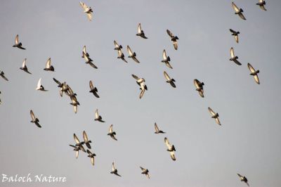 Pigeon
کپودر
Kapodar
کپودر یک زمانگے باز قدر و قیمت بوتگ - کہ کپودر پہ کاسد یا پیگام رسانی واستہ کارمرز کتگ - تنی وھدی کپودرے سے سد نسل است - مرچان کپودرے بالانی شرت بند انت - کپودر انسان دوستیں بالی مُرگے گیشتر شہر او بازاراں لوگ او جاگہ کنت - اے کپودرے ڈولدار تریں زات ات - او رنگ ء ہم وش انت - سیاہ رنگیں کپودر گیشتر وھشی بیت کہ بلوچ آیا چاہی کپودر گوشنت -۔
