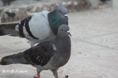 A pair of Pigeon 
جُتک ءِ کپودر
Jotk e Kapodar
کپودرءَ وھدے زمانگ ءَ جنگانی تہا قاسدی کتگ، ءُ مہرو دوستی ہم بازیں داستان است کہ کپودرءَ  کاسدے کردار کتگ انت۔ بلے بلوچانی شعرانی تہا ہم کپودر ءَ ربالو یا کاسد کن انت۔ یا کتگ انت، بلے مئے لہتیں شاعراں کپودرءَ باز ھرابیں دروشم پیش داشتگ۔ 
چوشکہ'' کپودرا بال کتگ بُرزا منی دل بارگ ءَ برتگ'' منی ھیال ءَ شاعر وت نزانت کہ من کپودر پہ چے کارمرز کتگ ۔
