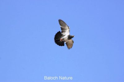 Pigeon is flying
کپودر بال انت
Kapodar bal ant
کپودر ءِ بال  ہم ٹوہیں ارزشت ءِ داریت ، شرتی کپودراں سباہ ءَ بال دیئنت نیمروچ  ءَ چہ بال انت، یک تانسریں بیل یا بال کنت ءُ دم ہم نہ بارت ،  وھدے زمانگاں کپودر پیغام دیم دیئگ ءِ واستہ کاسد ءِ کار گپتگ انت ۔ مرچاں ہم باز مردماں کپودرے دارگے شوق است ۔ کپودرے باز نسل است کہ یکّ چہ دومی نسل ءَ جتا انت ۔
کپودر ءَ بال کتگ بُرز ءَ 
منی  دل  بارگ ءَ برُتگ 
