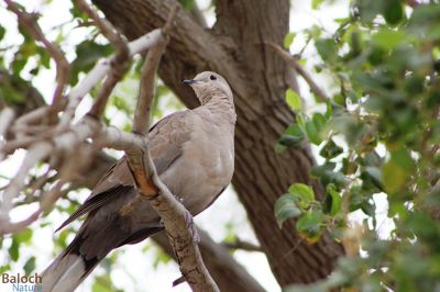 Dove
کپُوت
کپُوت بلوچستان ء جہمنندیں مُرگے نہ انت - بلے سالے شش ماہں کپوُت بلوچستان ء گوازینت - وھدے یُوروپ ء شرتگ کشّگا بُنگیج کنت ڈنّ و ڈگار برپین بنت گڈا ایدگہ مُرگانی وڈا کپوت سپر کنت او بلوستان 15 مارچ ء زائری کنت - اے درگت بلوچستانء گلّہے روُن بیت - کپوت وتی دو و سے ماہے سپرے ژندیا بلوچستانے مچکدگ،جنگل و پٹ و میداناں چہ کشّیت - بلوچستان گرماگے موسم کپوتے ہیک رینیے واستا باز دلجم انت - کپوت اگست ء واتر بیت 
اجب گیر کاینت ندارگ  گُلانی
کپوتانی کوُ کوُ کرام شانتلانی 
میجر مجید
