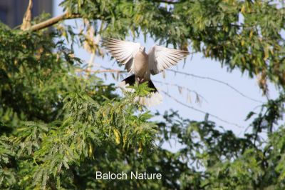 Dove on take off 
کپوت بال کنگا انت
Kapot bal kanga ant
کپُوت بلوچستان ء جہمنندیں مُرگے نہ انت - بلے سالے شش ماہں کپوُت بلوچستان ء گوازینت - وھدے یُوروپ ء شرتگ کشّگا بُنگیج کنت ڈنّ و ڈگار برپین بنت گڈا ایدگہ مُرگانی وڈا کپوت سپر کنت او بلوستان 15 مارچ ء زائری کنت - اے درگت بلوچستانء گلّہے روُن بیت - کپوت وتی دو و سے ماہے سپرے ژندیا بلوچستانے مچکدگ،جنگل و پٹ و میداناں چہ کشّیت - بلوچستان گرماگے موسم کپوتے ہیک رینیے واستا باز دلجم انت - کپوت اگست ء واتر بیت 
اجب گیر کاینت ندارگ گُلانی
کپوتانی کوُ کوُ کرام شانتلانی 
میجر مجید
