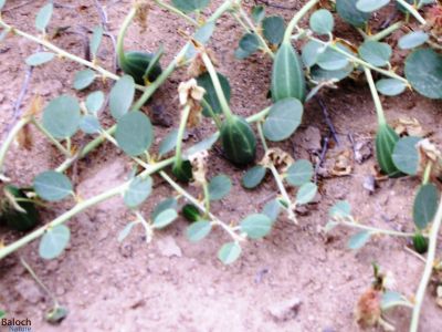  Capparis spinosa
Karago
کراگو 
 ادا دانگ انتُ
کراگو کسانیں درچکے بلے چُو ولّ ء وڈا زمین ء سرا پراہ روت - اے زمستان ء درگت ء ماں ڈگارواں اُو سرکگ ڈنّاں رُودیت - بلے تانسریں گرماگ ء سبزاچک بیت - اسپیتیں پُل ء پر کنت اُو کسانیں دانگ پر کنت اشیا دلوت نہ ورانت پرچا کہ زھریں تام کنت -
