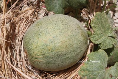 Melon
کرٹ
Karatt
اے کرٹ ءِ بزاں تنیگا نہ پش اتگ ءُ تیجگ نہ انت۔ ایشانی توک ءَ سُہر لانٹ باز تامدار انت۔ بلے ہمک کرٹ تام دار نہ بیت ۔ 
