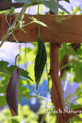 Bitter melon
Karela
کریلا
کریلا یک سبزی ءِ بلے بلوچستان ءِ سبزی نہ انت ۔ اے چو ولّ ءِ وڑا سرکپان بیت دو نمونگیں پُل پر کنت بزان نرین او مادگیں ۔ اے گرّناکین کسانیں لوش پر کنت۔ اشیے بر سک باز تہل بزاں زھر انت ۔ شکرے بیمار کریلا پہ شوک نارُوشت کن انت ۔ مرچاں کریلا جوس ہم نیادیاں دست کپیت ۔

