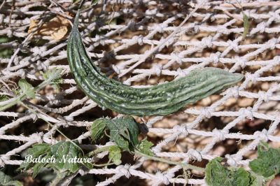 Bitter melon
کریلا
Karela
کریلا یک سبزی ءِ بلے بلوچستان ءِ سبزی نہ انت ۔ اے چو ولّ ءِ وڑا سرکپان بیت دو نمونگیں پُل پر کنت بزان نرین او مادگیں ۔ اے گرّناکین کسانیں لوش پر کنت۔ اشیے بر سک باز تہل بزاں زھر انت ۔ شکرے بیمار کریلا پہ شوک نارُوشت کن انت ۔ مرچاں کریلا جوس ہم نیادیاں دست کپیت ۔


