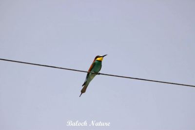 Green bee eater
کرکی
Karki
کرکی ءَ باز ھنداں نیلاں گوھرامُک گوش انت۔ کرکی بلوچستان ءِ وتی مُرک انت ۔ کشارانی ہمرنگیں بلے بُرزی نیمگا کمّ ءِ سُہری است۔ اے بالو پاتو کٹگ کرم شکار کنت۔ اے کسانیں بالی مُرگ ءِ بلے اشیے مستریں زات ءِ استیں کہ موسم ءِ سرا کئیت پدا واتر بیت۔

