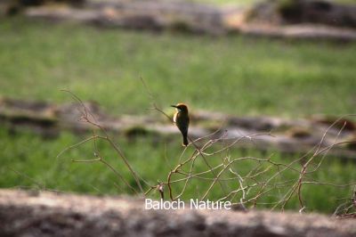 Green Bee eater
کرکی ءُ نیلاں گواھرامُک
Karki. Nillan gwahramok
کرکی ءَ باز ھنداں نیلاں گوھرامُک گوش انت۔ کرکی بلوچستان ءِ وتی مُرک انت ۔ کشارانی ہمرنگیں بلے بُرزی نیمگا کمّ ءِ سُہری است۔ اے بالو پاتو کٹگ کرم شکار کنت۔ اے کسانیں بالی مُرگ ءِ بلے اشیے مستریں زات ءِ استیں کہ موسم ءِ سرا کئیت پدا واتر بیت۔ 
