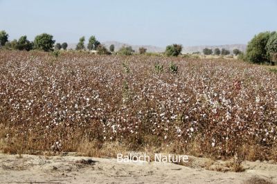 Cotton is ready
Karpas e Pasl
کرپاس ء پسل
کرپاس ءِ پد یا نشان پنچ ہزار سال پیش چہ مسیح بلوچستان ءِ ہند مِہرگڈھ دست کپتگ انت ۔ تو تنیگا ہمے زانگ بیت کہ کرپاس بلوچانی کوہنیں پسل انت ۔ کرپاس سے تاں شش میٹر کساسیں درچک ءِ ۔ کچکپدے وڈیں تاک پر کنت زردیں ڈولداریں پُلّ ءِ پر کنت دانگ کہ پُہتہ ءُ ھُشک بیت چرایا چہ نرم او نازُورکیں پژم ءِ پیمیں پُکّی پر کنت ، کہ چرایا چہ بندیک جوڑ کن انت ءُ چہ بندیک ءَ چہ گُود ءُ جرّ ءُ دگہ بازین ءِ جوڑ کن انت 
