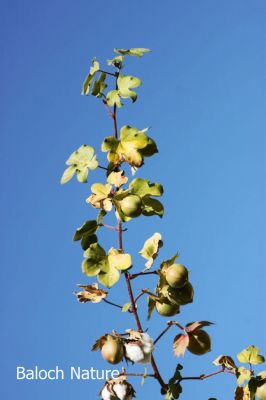 A Branch of Cotton
Karpas e Shah
کرپاس ء شاہ
کرپاس ءِ پد یا نشان پنچ ہزار سال پیش چہ مسیح بلوچستان ءِ ہند مِہرگڈھ دست کپتگ انت ۔ تو تنیگا ہمے زانگ بیت کہ کرپاس بلوچانی کوہنیں پسل انت ۔ کرپاس سے تاں شش میٹر کساسیں درچک ءِ ۔ کچکپدے وڈیں تاک پر کنت زردیں ڈولداریں پُلّ ءِ پر کنت دانگ کہ پُہتہ ءُ ھُشک بیت چرایا چہ نرم او نازُورکیں پژم ءِ پیمیں پُکّی پر کنت ، کہ چرایا چہ بندیک جوڑ کن انت ءُ چہ بندیک ءَ چہ گُود ءُ جرّ ءُ دگہ بازین ءِ جوڑ کن انت 
