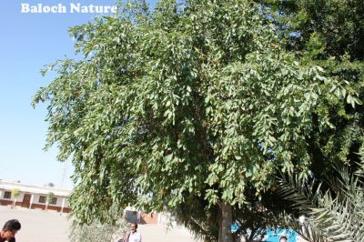 Ehretia obtusifolia
کسانیں لیوار
Kasanin Liwar
کسنانیں لیوار یک ٹوہیں درچک ءِ بلکن بزیں ساھگ ءِ ۔ اے کسانیں سُہریں دانگ پر کنت۔ اشیے دانگ وش انت بلے باز تامدار نہ انت ، اشیا گیشتر کسانیں چُک ورنت۔
